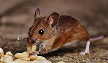 24 Hour & Emergency Exterminators in Acton, ME